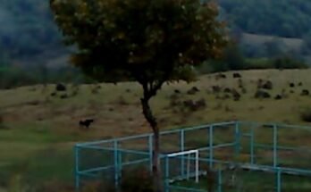Pic de la competencia de Locarno 'Lea de secado' adquirido para ventas mundiales de Heretic
