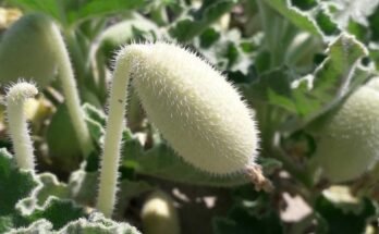 Este pepino