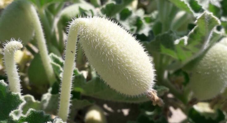Este pepino